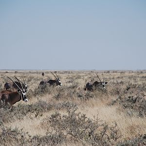 Gemsbok at Etosha Namibia