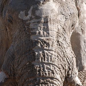 Elephant at Etosha Namibia