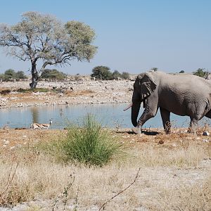 Elephant at Etosha Namibia