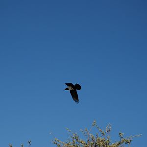 Pied Crow Namibia