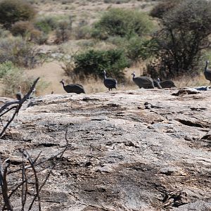 Guineafowl Namibia