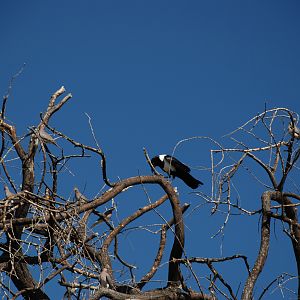 Pied Crow Namibia