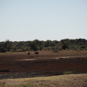 White-tailed Gnu Namibia