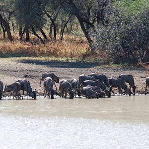 Blue Gnu Namibia