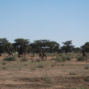 Giraffe Namibia