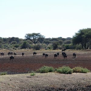 Blue and Black Gnu Namibia