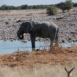 Elephant at Etosha Namibia