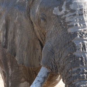 Elephant at Etosha Namibia