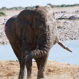 Elephant at Etosha Namibia