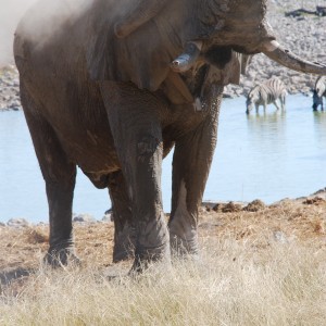 Elephant at Etosha Namibia