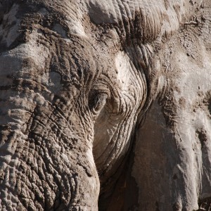 Elephant at Etosha Namibia