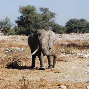 Elephant at Etosha Namibia