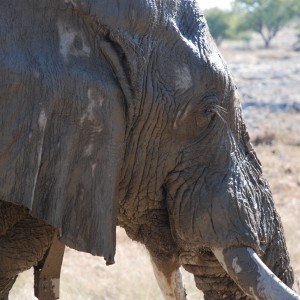 Elephant at Etosha Namibia