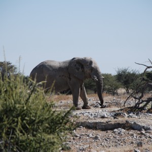 Elephant at Etosha Namibia