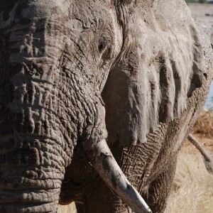 Elephant at Etosha Namibia