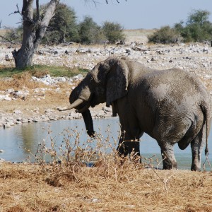 Elephant at Etosha Namibia