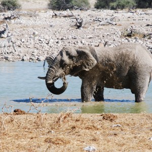 Elephant at Etosha Namibia