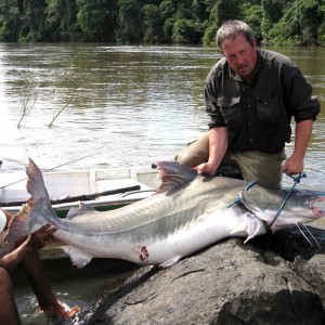 Piraiba catfish from the Amazon