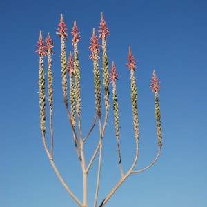 Cactus flower