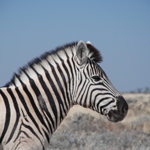 Zebra at Etosha Namibia