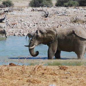 Elephant at Etosha Namibia