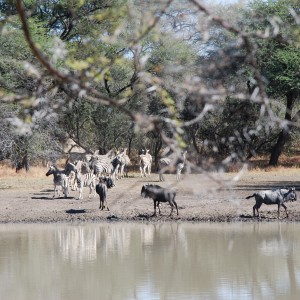 Blue Wildebeest and Zebra