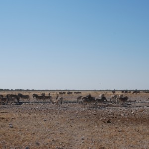 Etosha Namibia