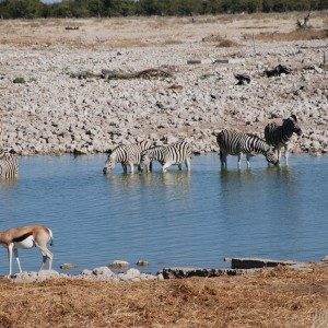 Etosha Namibia