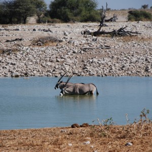 Etosha Namibia