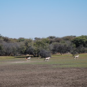 Gemsbok and Impala