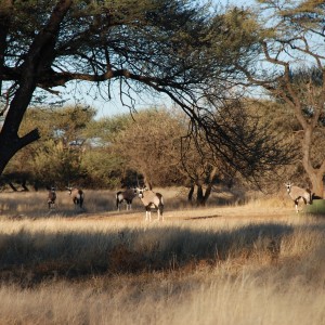 Gemsbok