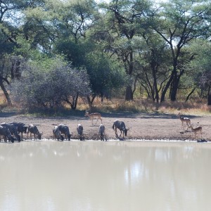 Gnu and Impala