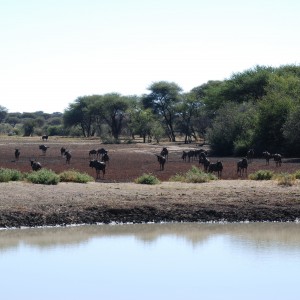 Blue Wildebeest