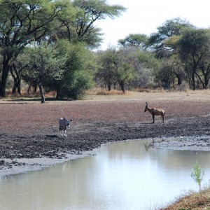 Hartebeest and Gemsbok