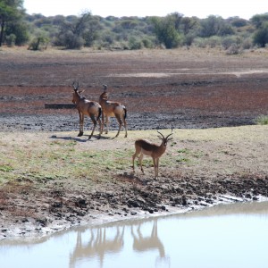 Hartebeest and Impala