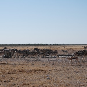 Etosha Namibia