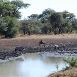 Hartebeest and Gemsbok