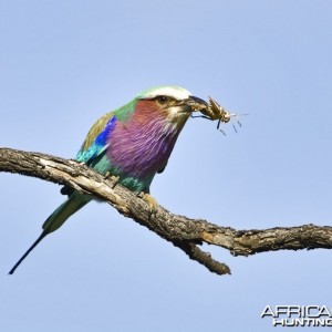 Lilac Breasted Roller South Africa