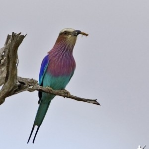 Lilac Breasted Roller South Africa