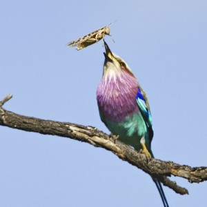 Lilac Breasted Roller South Africa