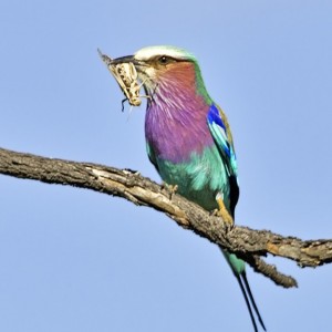 Lilac Breasted Roller South Africa