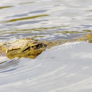 Croc South Africa