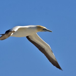 Cape Gannet South Africa