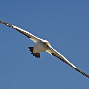 Cape Gannet South Africa