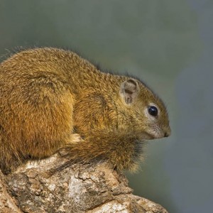 Tree Squirrel South Africa