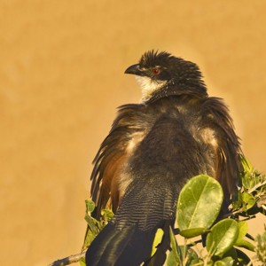 Bird South Africa