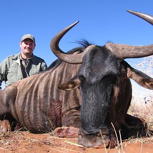 Blue Wildebeest