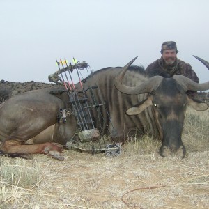 Blue Wildebeest