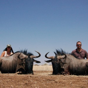 Blue Wildebeest hunted in Namibia