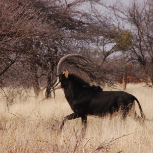 Sable Antelope Namibia